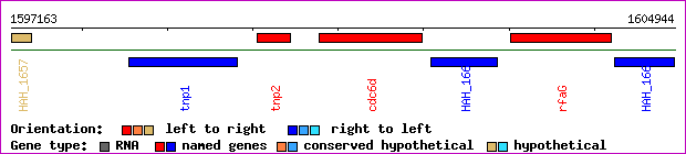 gene map