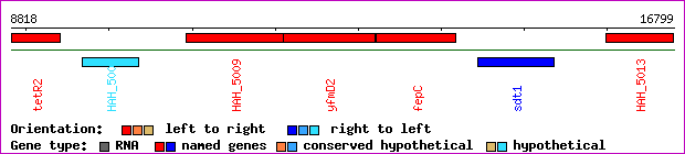 gene map