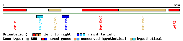 gene map