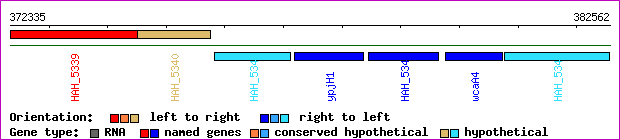 gene map