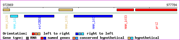gene map