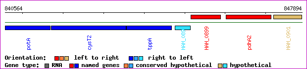 gene map