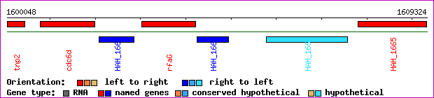 gene map