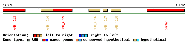 gene map