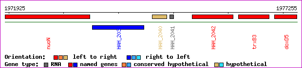gene map