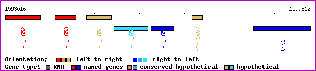 gene map