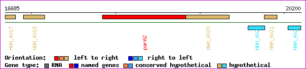 gene map