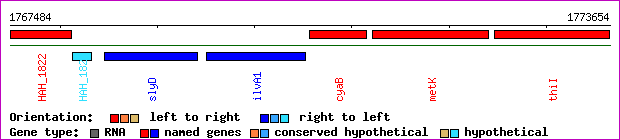 gene map