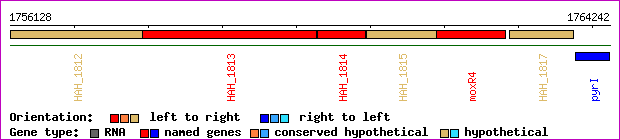 gene map