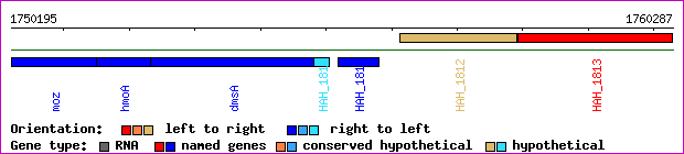 gene map