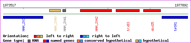 gene map