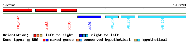 gene map