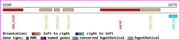 gene map