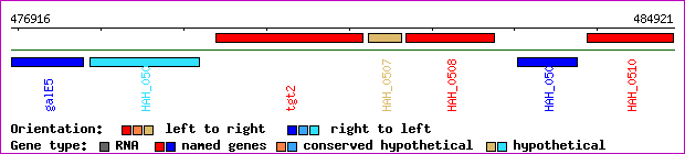 gene map