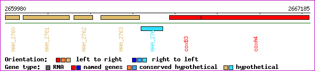 gene map