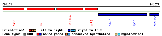 gene map