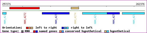 gene map