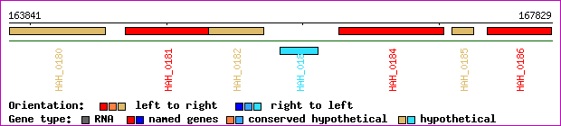 gene map
