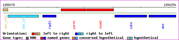 gene map