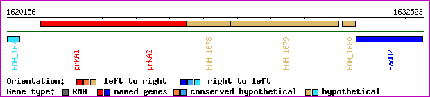 gene map