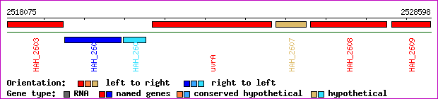 gene map