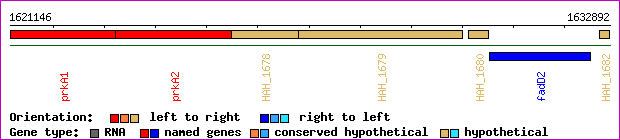 gene map