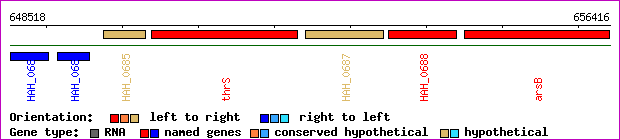 gene map
