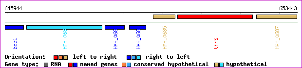 gene map