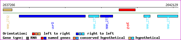 gene map