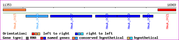 gene map