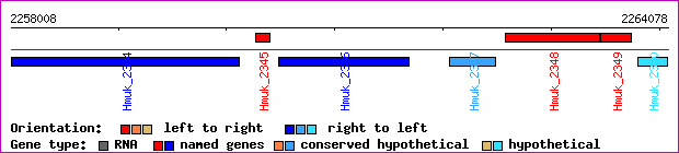 gene map