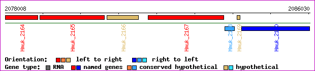 gene map
