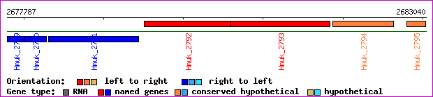 gene map