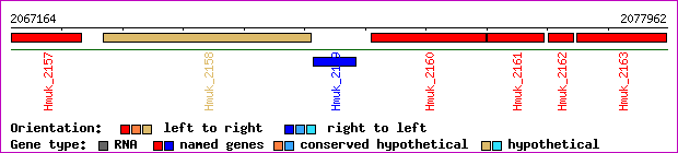 gene map