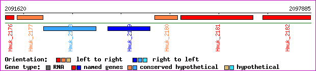 gene map