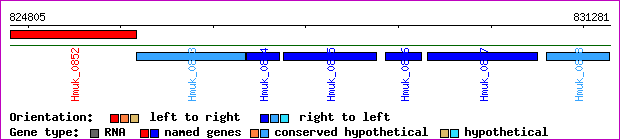 gene map