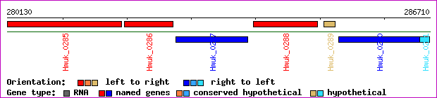 gene map