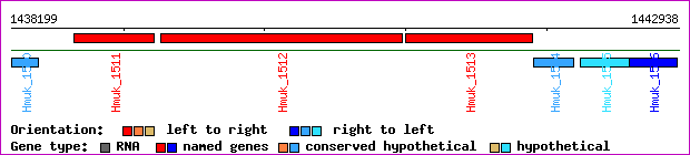 gene map