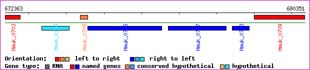 gene map