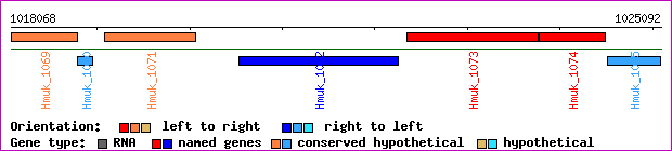 gene map
