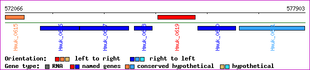 gene map