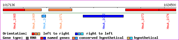 gene map