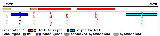gene map