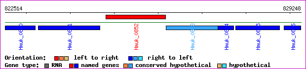 gene map