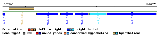 gene map