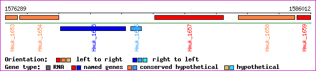 gene map