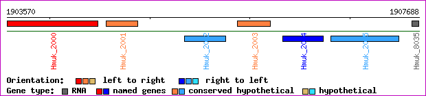 gene map