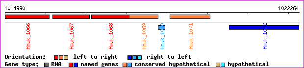 gene map