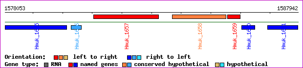 gene map
