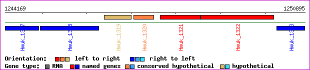 gene map